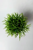 Peperomia Ferreyrae (mutlu fasulye) dekoratif sukulent 12 cm saks thumbnail 3