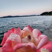 1,05 CT Yakut 0,30 CT Pırlanta (Signty) Taşlı Anturajlı Vintage Tasarım Modern 925 Ayar Gümüş Yüzük - 12