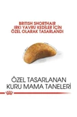 Royal Canin British Shorthair için Yavru Kedi Maması 2kg - 2