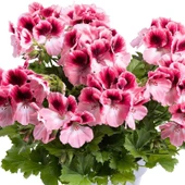 Sınırlı Stok Nadir Renkler Aristo Romance Sardunya Canan Çiçeği Fidesi (1 adet) thumbnail 1