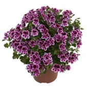 Melek Gözü Sarkıcı PAC Angeleyes Burgundy Sardunya Canan Çiçeği Fidesi (1 adet) thumbnail 1