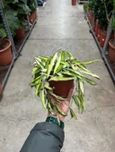 Hoya Wayetii 'Tricolor' (Mum Çiçeği) thumbnail 3