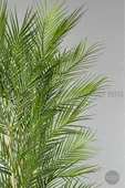 BİÇİÇEK Yapay Areka Ağacı Palmiye Ağacı 33 Yapraklı Bambu Gövdeli Mocca Kumsal Saksı Salon Çiçeği 150cm thumbnail 4