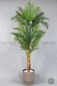 BİÇİÇEK Areka Ağacı 220-240 CM thumbnail 7