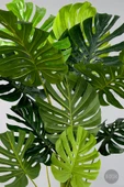 BİÇİÇEK Monstera Ağacı 160-200 cm Bambu Gövde thumbnail 3