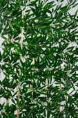 BİÇİÇEK Bambu Separator 170 cm 10 dallı Yoğun Yapraklı thumbnail 3