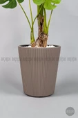 BİÇİÇEK Monstera Ağacı 160-200 cm Bambu Gövde thumbnail 2