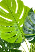 BİÇİÇEK Luxury Monstera Bitkisi 180cm Hasır saksıda bohem3 thumbnail 3