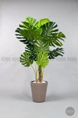 BİÇİÇEK Monstera Ağacı 160-200 cm Bambu Gövde thumbnail 4