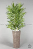BİÇİÇEK Yapay Areka Ağacı Palmiye Ağacı 33 Yapraklı Bambu Gövdeli Mocca Kumsal Saksı Salon Çiçeği 150cm thumbnail 5
