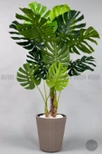 BİÇİÇEK Monstera Ağacı 160-200 cm Bambu Gövde thumbnail 7