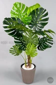 BİÇİÇEK Monstera Ağacı 160-200 cm Bambu Gövde thumbnail 8