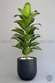 BİÇİÇEK Yapay Difenbahya Ağacı 190 cm lux dış mekan saksıda thumbnail 6