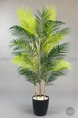 BİÇİÇEK 115cm Areka Ağacı 24 yapraklı yakut Saksıda - 6