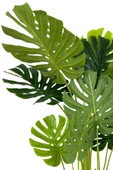 BİÇİÇEK Monstera Ağacı 150cm fejka hasır saksıda thumbnail 5