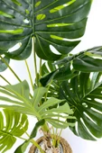 BİÇİÇEK Luxury Monstera Bitkisi 180cm Hasır saksıda bohem3 thumbnail 6