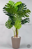 BİÇİÇEK Monstera Ağacı 160-200 cm Bambu Gövde thumbnail 1