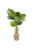 BİÇİÇEK Monstera Ağacı 150cm fejka hasır saksıda thumbnail 6