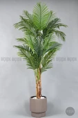 BİÇİÇEK Areka Ağacı 220-240 CM thumbnail 1