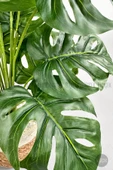 BİÇİÇEK Yapay Monstera Deve Tabanı 65-70 cm thumbnail 5