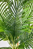 BİÇİÇEK Areka Ağacı 220-240 CM thumbnail 6