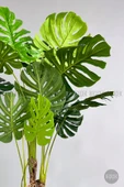 BİÇİÇEK Yapay Monstera Ağacı 150-170 cm thumbnail 4
