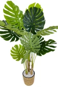 BİÇİÇEK Monstera Ağacı 150cm fejka hasır saksıda thumbnail 2