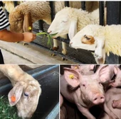 Akülü Küpe Takma Pensi thumbnail 2