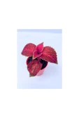 Red Coleus Mini Yaprak Güzeli Kolyoz Çiçeği 10-20 cm thumbnail 1