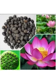 Lotus Çiçeği (Nilüfer) Su Altı Torf Karışımı Toprağı (1 LT Toprak) - 1 adet lotus tohumu hediyeli thumbnail 2