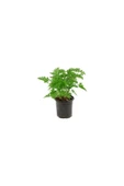 Pelargonium Odoratissimum Itır Bitkisi Orta Boy 10-20 cm thumbnail 1