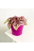 Hypoestes Hostes Çiçeği Fidanı Pembe Çilli 10-20 cm thumbnail 1