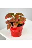 Hypoestes - Red - Hostes Çiçeği Fidanı Kırmızı Çilli 10-20 cm thumbnail 1