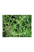 Tıbbi Aromatik Biberiye Bitkisi Fidanı ( Rosmarinus Officinalis) 10-20 cm thumbnail 5