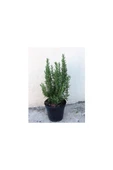 Tıbbi Aromatik Biberiye Bitkisi Fidanı ( Rosmarinus Officinalis) 10-20 cm thumbnail 4