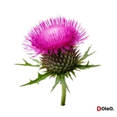 Devedikeni Yağı - 30 mL thumbnail 2