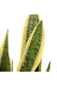 Sarı Çizgili Sansevieria Paşa Peygamber Kılıcı Çiçeği 10-20 cm thumbnail 2