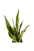 Sansevieria Trifasciata Paşa Kılıcı Fidanı 10-20 cm thumbnail 2