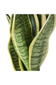 Sarı Çizgili Sansevieria Paşa Peygamber Kılıcı Çiçeği 10-20 cm thumbnail 3