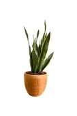 Sansevieria Trifasciata Paşa Kılıcı Fidanı 10-20 cm thumbnail 1