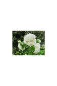 Potted Viburnum Saksılı Kartopu Çiçeği 40-60 cm thumbnail 2