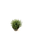 Thyme Lavender Set of Two Kekik Lavanta Ikili Set 10-20 cm thumbnail 2