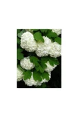 Potted Viburnum Saksılı Kartopu Çiçeği 40-60 cm thumbnail 1