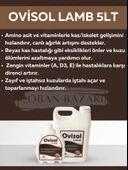 Royal İlaç Ovisol Lamb 5 Lt thumbnail 1