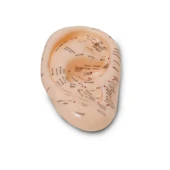 Kulak Maketi Akupunktur Noktası thumbnail 4