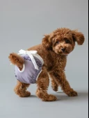 Princess Lila Dişi Köpek Regl Külotu | Köpek Donu | Köpek İç Çamaşırı | Ayarlanabilir Bağcıklı | Küçük Irklar İçin thumbnail 1