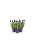 Lavanta – Lavandula Angustifolia thumbnail 4