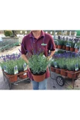 Lavanta – Lavandula Angustifolia thumbnail 3