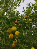 Hünnap Pekmezi 500 Gr. - 2