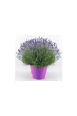 Lavanta – Lavandula Angustifolia thumbnail 1